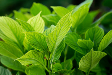 foliage closeup. lush green leaves