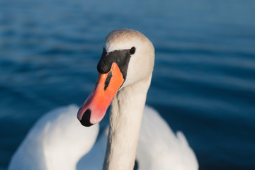 Obraz premium Swan headshot closeup Denmark at summer season