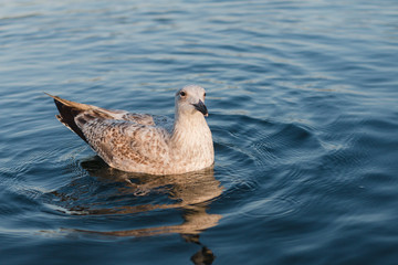 Seagull swims in blue water at sunset