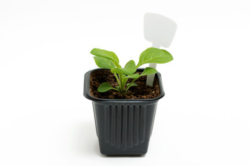 Young green sprout of petunia grows in a pot for seedlings isolated on white background. Close-up.