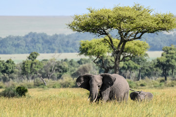 Fototapeta premium Wildlife Elefant 