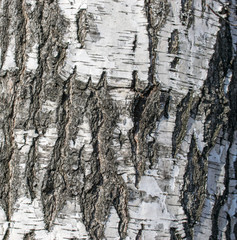 Background from the bark of the birch