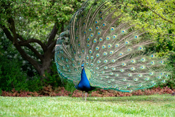 Obraz premium peacock on the grass in the forest