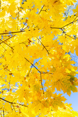 fall maple leaves