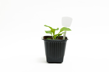 Young green sprout of petunia grows in a pot for seedlings isolated on white background. Close-up.