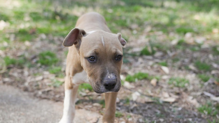 Pitbull puppy standing on lawn
