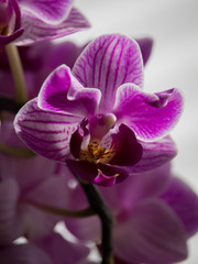 Lila Orchidee 