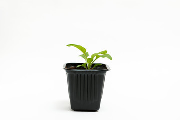 Young green sprout of petunia grows in a pot for seedlings isolated on white background. Close-up.