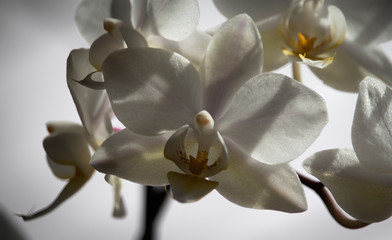 Weiße Orchidee