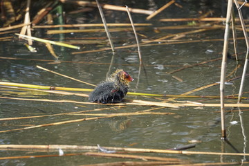 Coot Chick