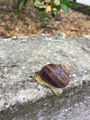 snail crawling on the ground