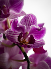 Naklejka na ściany i meble Orchidee lila
