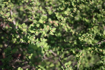 Fototapeta na wymiar view of green bushes with buds in spring 