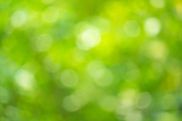 Fototapeta na wymiar green nature background, abstract green bokeh