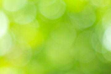 Obraz premium green nature background, abstract green bokeh