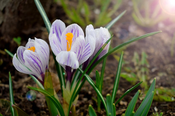 Spring garden crocuses on flower bed