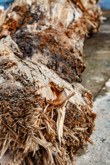 Fantastic Texture of close-up old wood piece view.