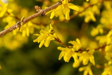 Spring tree flowering - Forsythia flower. Slovakia
