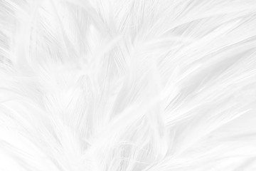 Beautiful macro white feather pattern texture background