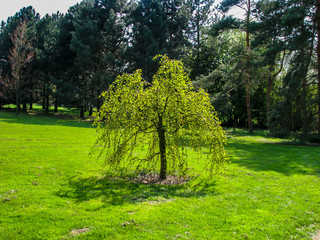 Fototapeta na wymiar Beautiful tree on a grass with tree in background