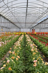 Flower Row