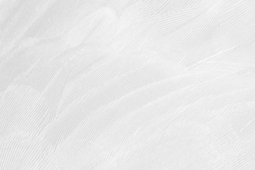 Beautiful macro white feather pattern texture background