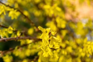 Spring tree flowering - Forsythia flower. Slovakia