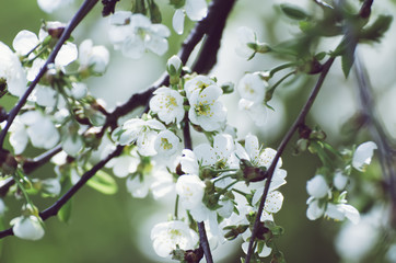 Cherry flowers frame