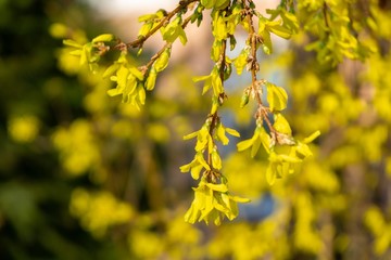 Spring tree flowering - Forsythia flower. Slovakia