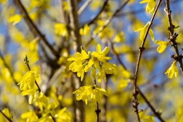 Spring tree flowering - Forsythia flower. Slovakia