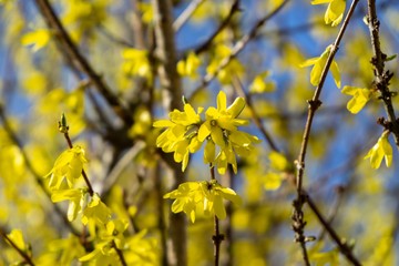 Spring tree flowering - Forsythia flower. Slovakia