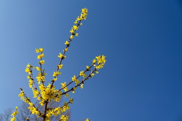 Spring tree flowering - Forsythia flower. Slovakia