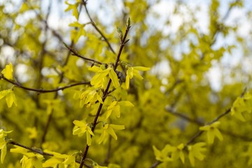 Spring tree flowering - Forsythia flower. Slovakia