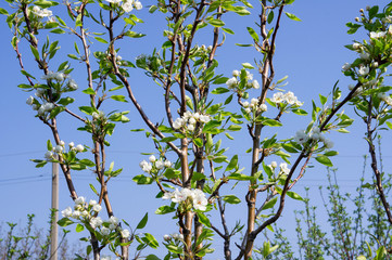 Spring