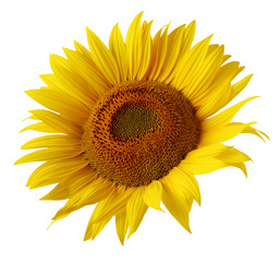yellow sunflower flower isolated on white background