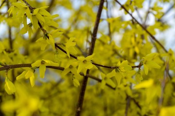 Spring tree flowering - Forsythia flower. Slovakia