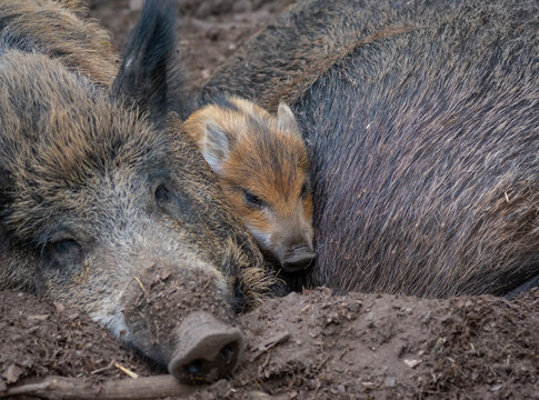 Wild boar and baby boar in the forest