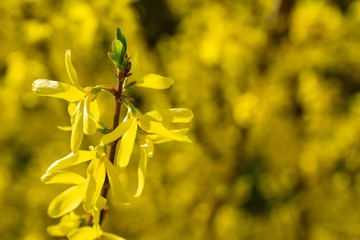 Fototapeta premium Spring tree flowering - Forsythia flower. Slovakia