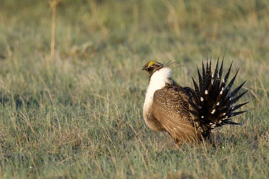 Greater Sage Grouse