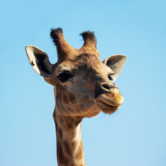Naklejka premium portrait of giraffe