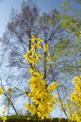 Spring tree flowering - Forsythia flower. Slovakia