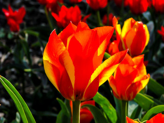 Naklejka premium Beautiful red-orange flower in sunny day - detail on flower