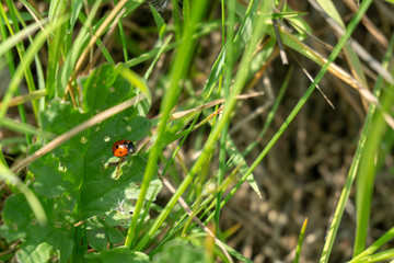 Marienkäfer im Gras