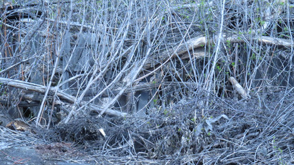 Small strawberry bush in the spring garden
