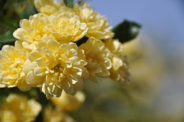 黄色いモッコウバラ