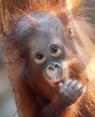 Frontal Close-up view of a young Orangutan © Henner Damke