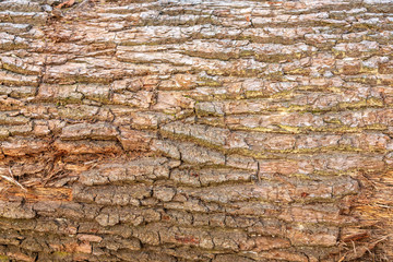 Wooden texture of a trunk bark
