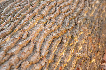 Wooden texture of a trunk bark