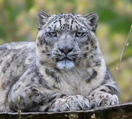 Frontal Close-up view of a Snow leopard