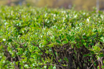 Green leaves on branches of shrub